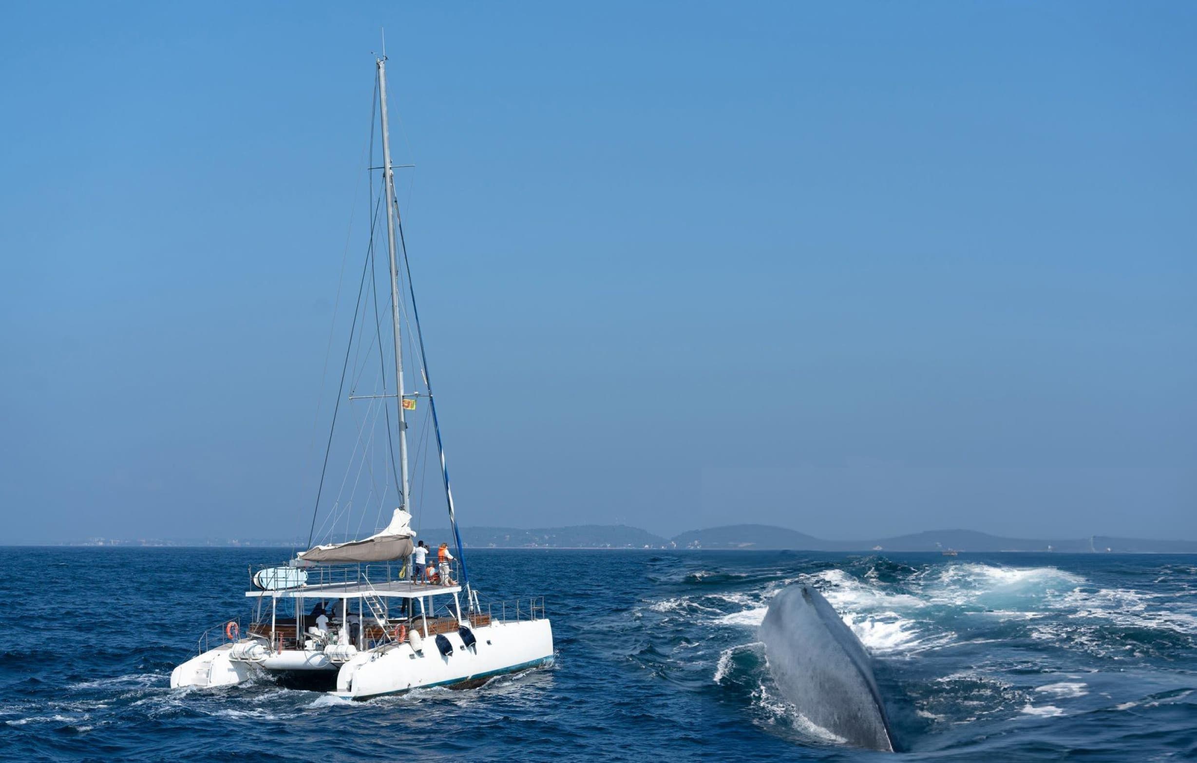 Mirissa Tours Srilanka